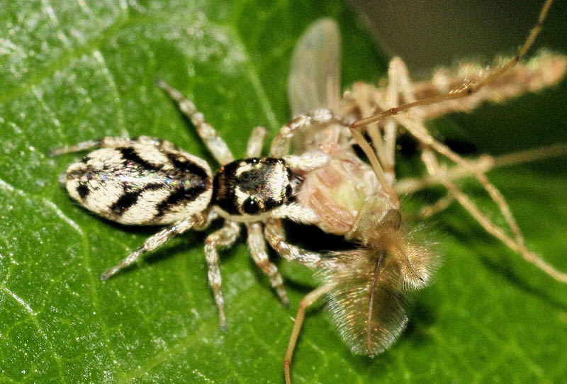 Salticus sp. - Oasi Naturalistica di Manzolino (MO)